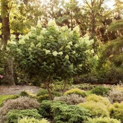 Limelight Hydrangea Tree 11 Limelight Hydrangea Tree -Geen Shop Limelight Hydrangea Tree 6 BB