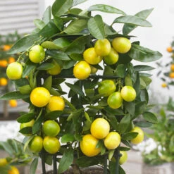 Limequat Tree -Geen Shop Limequat 2