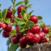 Lingonberry Plant 1 Lingonberry Plant -Geen Shop Lingonberry BB 600x600 56f17681 2368 4203 9bfa 5f1bc983d967
