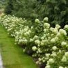 Little Lime® Hydrangea Shrub -Geen Shop Little Lime Hydrangea 1 BB 600x600 cf28c7d9 e2c7 4e7e be26 599f7b0f6f5b