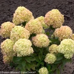 Little Lime® Hydrangea Shrub -Geen Shop Little Lime Hydrangea 2 BB