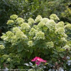 Little Lime® Hydrangea Shrub -Geen Shop Little Lime Hydrangea 3 BB