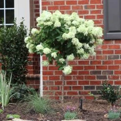 Best Seller -Geen Shop Little Lime Hydrangea Tree BB