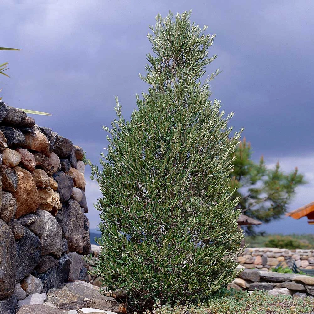 Little Ollie' Dwarf Olive 4 Little Ollie' Dwarf Olive - Image 2