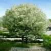Lollipop® Crabapple Tree 1 Lollipop® Crabapple Tree -Geen Shop Lollipop Crabapple 600x600 523ab71a 7dca 4f4d 835c 7197ff0c6aa9