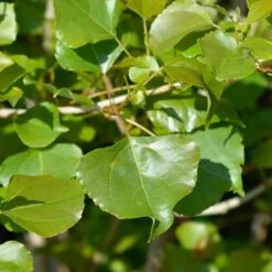 Lombardy Poplar Tree 12 Lombardy Poplar Tree -Geen Shop Lombardy Poplar 1 BB