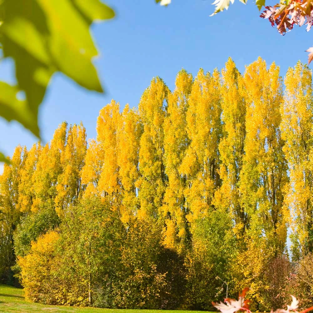 Lombardy Poplar Tree 4 Lombardy Poplar Tree - Image 2