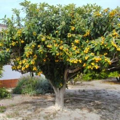 Loquat Tree 9 Loquat Tree -Geen Shop Loquat Tree 3 BB