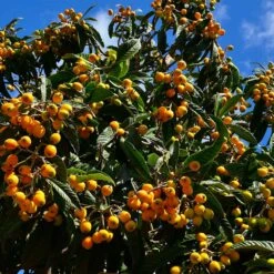 Loquat Tree 10 Loquat Tree -Geen Shop Loquat Tree 5