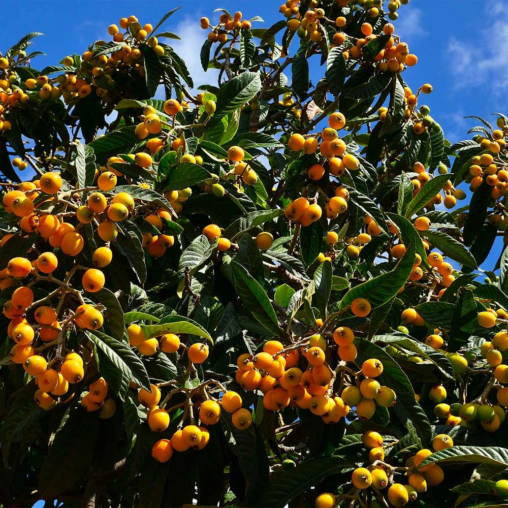 Loquat Tree 6 Loquat Tree - Image 4
