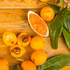 Loquat Tree 11 Loquat Tree -Geen Shop Loquat Tree 6 BB