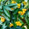 Loquat Tree 1 Loquat Tree -Geen Shop Loquat Tree BB 600x600 a729e04d cefe 46db 802c 7e5abddf1fab