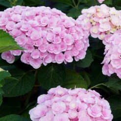Love Hydrangea Shrub 7 Love Hydrangea Shrub -Geen Shop Love Hydrangea 2 BB