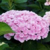 Love Hydrangea Shrub -Geen Shop Love Hydrangea BB 600x600 072271bb 019d 416a a0b0 2272ac777269