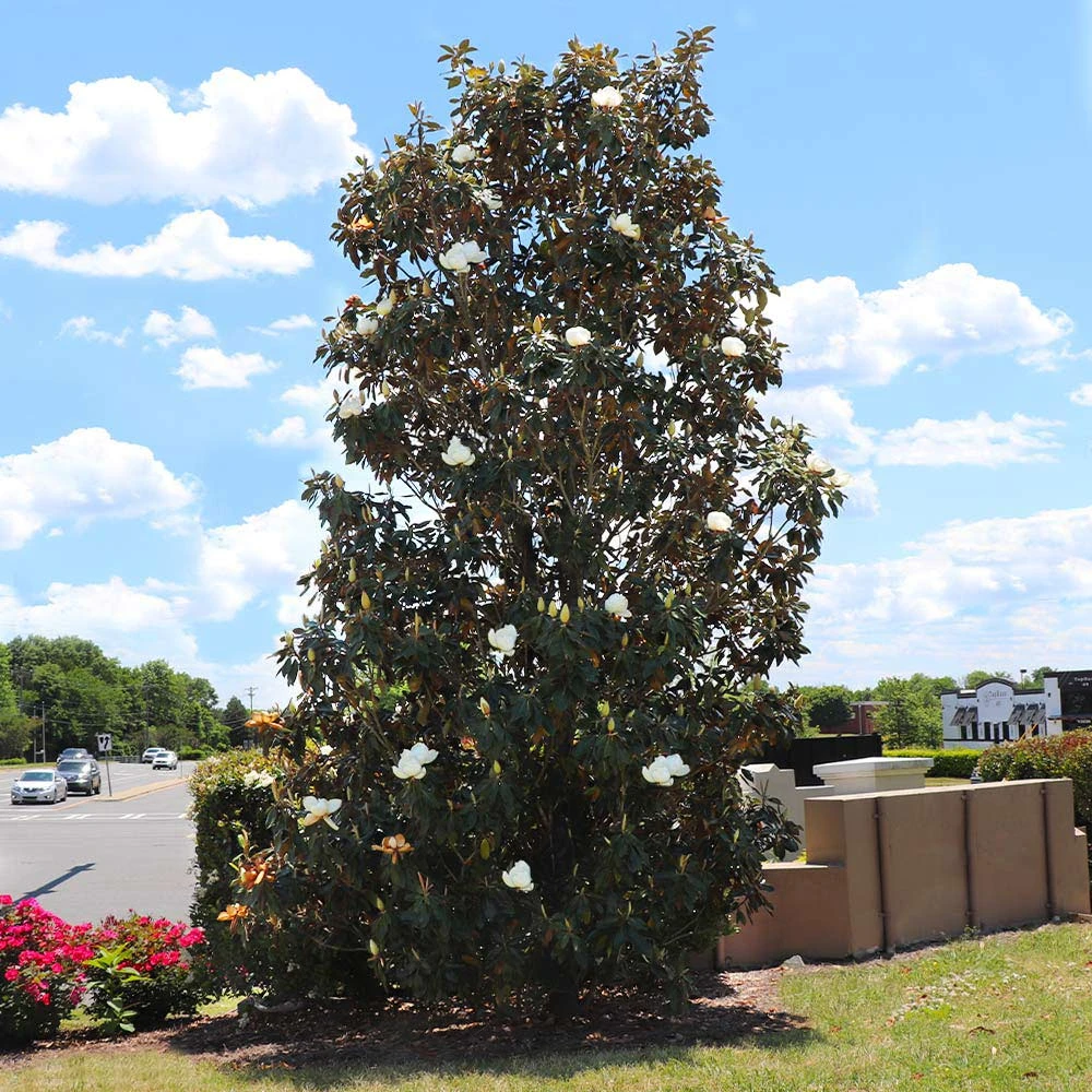 Little Gem Magnolia Tree 3 Little Gem Magnolia Tree