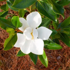Little Gem Magnolia Tree 8 Little Gem Magnolia Tree -Geen Shop Lttle Gem Magnolia 3 BB
