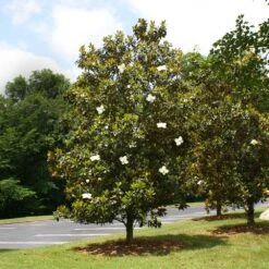 Little Gem Magnolia Tree 9 Little Gem Magnolia Tree -Geen Shop Lttle Gem Magnolia 4