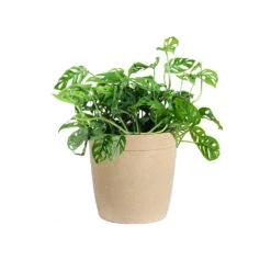 Monstera Adansonii Plant 17 Monstera Adansonii Plant -Geen Shop MON ADA3 delilah beige