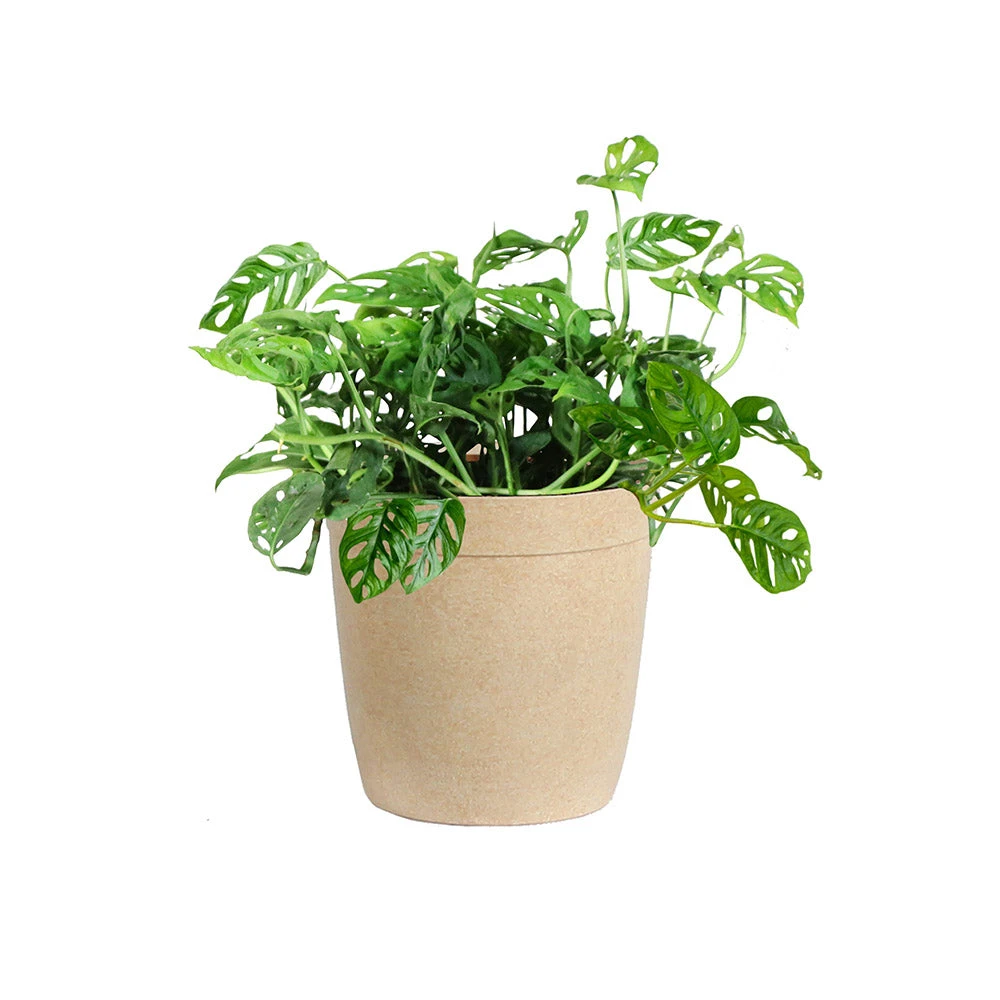 Monstera Adansonii Plant 8 Monstera Adansonii Plant - Image 6