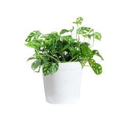 Monstera Adansonii Plant 16 Monstera Adansonii Plant -Geen Shop MON ADA3 delilah white