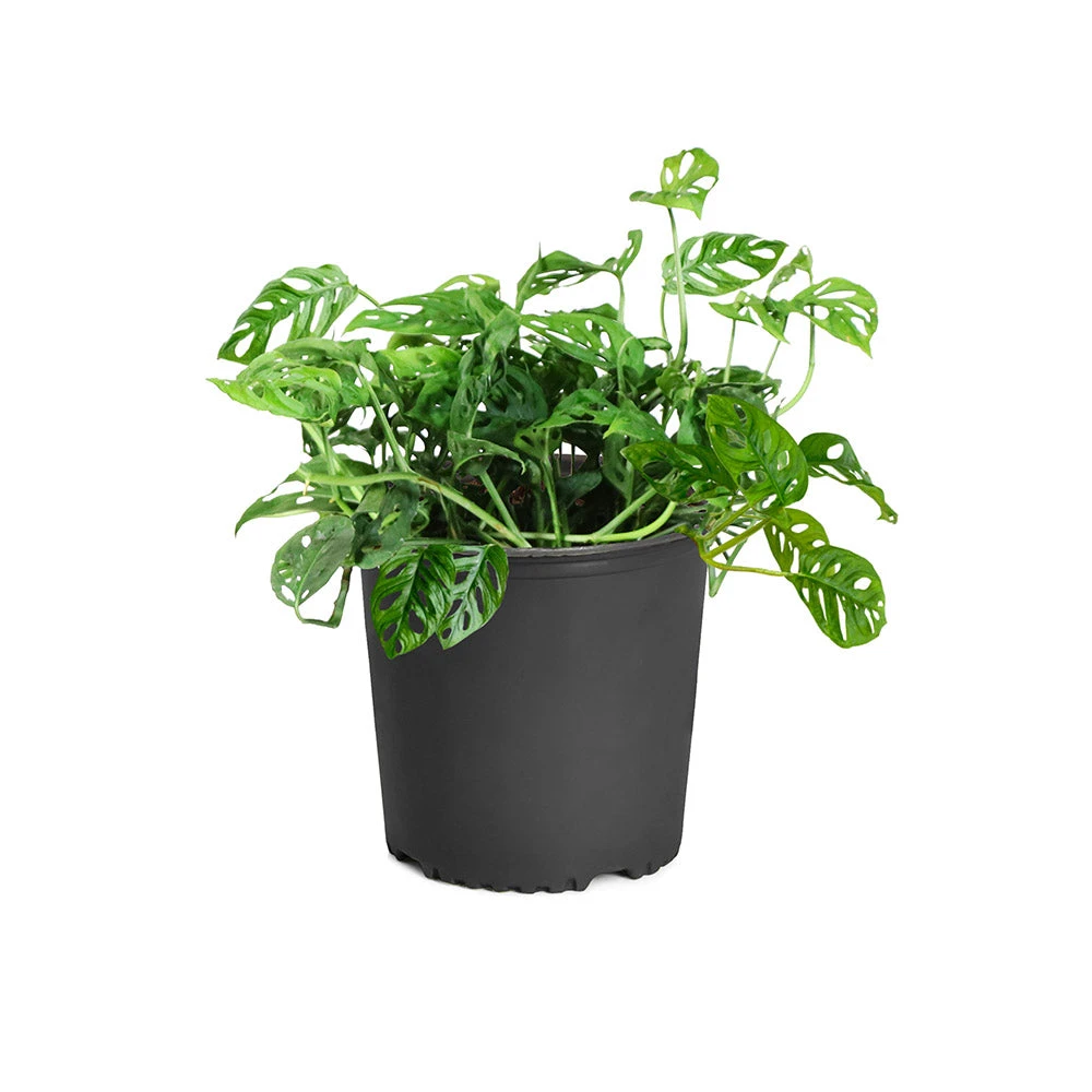 Monstera Adansonii Plant 9 Monstera Adansonii Plant - Image 7