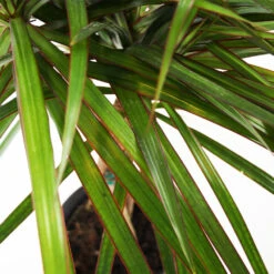 Braided Madagascar Dragon Tree 14 Braided Madagascar Dragon Tree -Geen Shop Madagascar Dragon Draceana 4