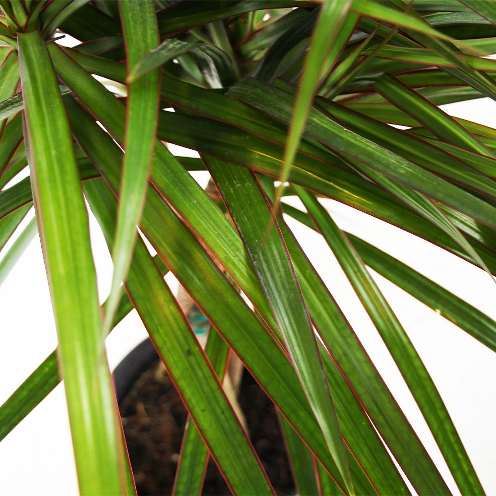 Braided Madagascar Dragon Tree 5 Braided Madagascar Dragon Tree - Image 3