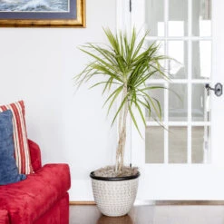 Braided Madagascar Dragon Tree 15 Braided Madagascar Dragon Tree -Geen Shop Madagascar Dragon Draceana 6