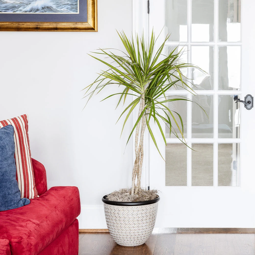 Braided Madagascar Dragon Tree 6 Braided Madagascar Dragon Tree - Image 4