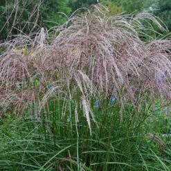 Morning Light Miscanthus -Geen Shop Maiden Grass Morning light 4 BB