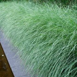 Morning Light Miscanthus
