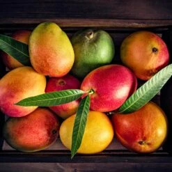 Mango Kit -Geen Shop Mango Kit 2 BB