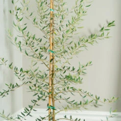 Manzanillo Olive Tree 7 Manzanillo Olive Tree -Geen Shop Manzanilla Olive Tree 2