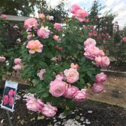 Marc Chagall™ Rose -Geen Shop Marc Chagall