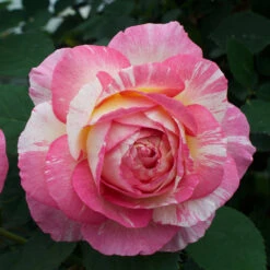 Marc Chagall™ Rose Tree -Geen Shop Marc Chagall Standard 4 BB