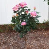 Marc Chagall™ Rose Tree 2 Marc Chagall™ Rose Tree -Geen Shop Marc Chagall Standard BB 600x600 ec96a9ff 78ed 4693 b95d f3856361b6f7