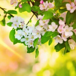 Mutsu Apple Tree 11 Mutsu Apple Tree -Geen Shop Matsu Crispin Apple 5