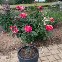 Maurice Utrillo™ Rose Tree 7 Maurice Utrillo™ Rose Tree -Geen Shop Maurice Utrilo Rose Tree 1