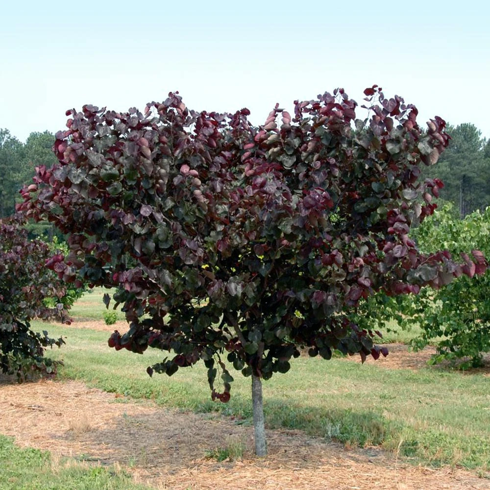 Merlot Redbud Tree 4 Merlot Redbud Tree - Image 2