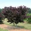 Merlot Redbud Tree 1 Merlot Redbud Tree -Geen Shop Merlot Redbud BB 600x600 01a8fb79 c09d 4004 83cd 773afad2a701