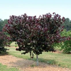 Merlot Redbud Tree