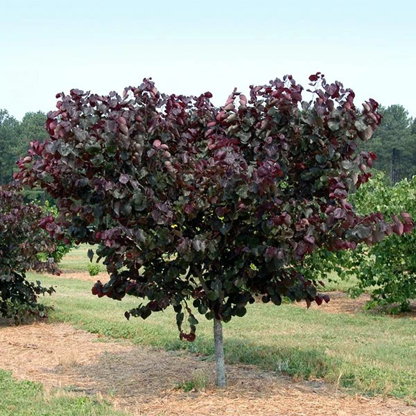 Merlot Redbud Tree 3 Merlot Redbud Tree