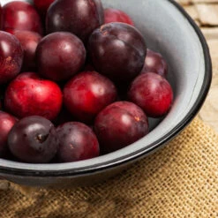 Methley Plum Tree -Geen Shop Methley Plum 2 BB