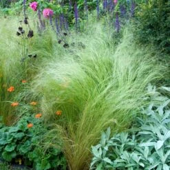 Mexican Feather Grass -Geen Shop Mexican Feather Grass 4 BB