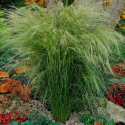 Mexican Feather Grass -Geen Shop Mexican Feather Grass 5