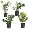 Citrus Bush Variety Kit 1 Citrus Bush Variety Kit -Geen Shop Meyer Key cal Per 1 2 bush 600x600 5430e4e2 f46b 4488 b6b5 56f3c9adcb3f