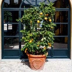 Meyer Lemon Bush 11 Meyer Lemon Bush -Geen Shop Meyer Lemon Bush 3 BB