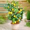 Meyer Lemon Bush -Geen Shop Meyer Lemon Bush BB 600x600 d2864c66 333e 427e 9aed a19142d70475