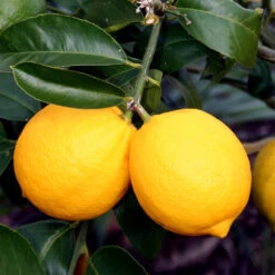 Meyer Lemon Tree 20 Meyer Lemon Tree -Geen Shop Meyer Lemon Tree 4 BB 90c45e65 e2db 43f0 9ad5 676879fe5083
