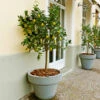 Meyer Lemon Tree 1 Meyer Lemon Tree -Geen Shop Meyer Lemon Tree BB 600x600 da28eb6e 559f 4c5b 8645 406f32567af1